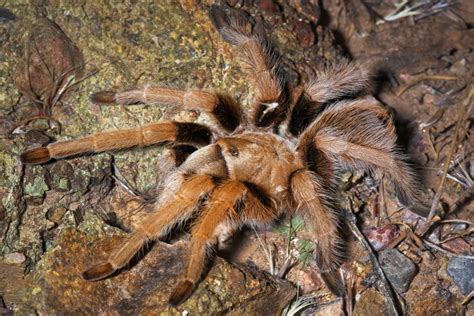 palomino blonde tarantula|Arizona Blonde Desert Tarantula: Care Sheet, Lifespan & More.